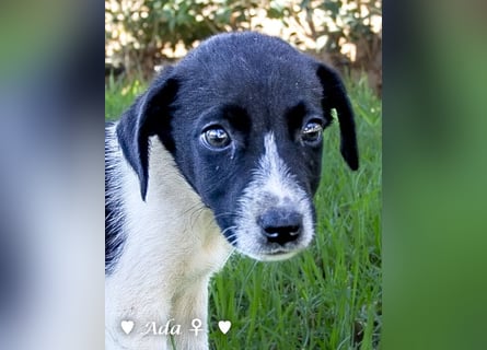 Ada,  Anton, Albert und Argos  suchen ab Mitte November ein Zuhause