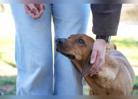 Familienhündin Luna sucht ein Zuhause