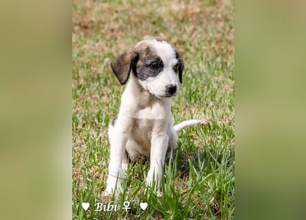 Update: Bibi  sucht ab Mitte November ein Zuhause