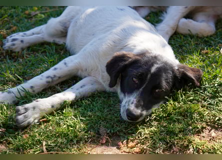 Dora, Darios, Dakis und Damon suchen ein Zuhause
