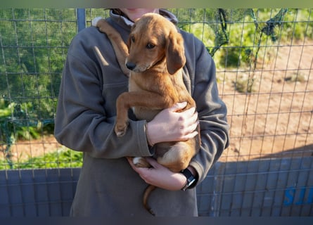 Elias, Evi, Elli und Eros suchen ab Ende März ein Zuhause