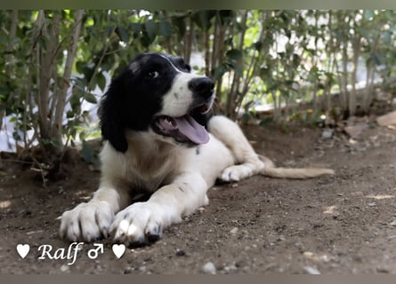 Ramon, Ralf, Randy, Ray und Raischa suchen ein Zuhause