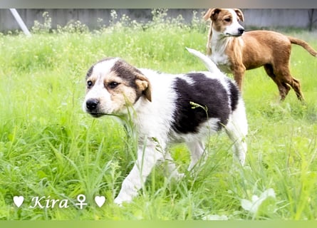 Katie, Kira und Kris suchen ein Zuhause