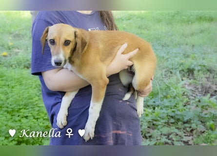 Kanella  sucht ein  Zuhause