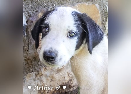 Ada,  Anton, Albert und Argos  suchen ab Mitte November ein Zuhause