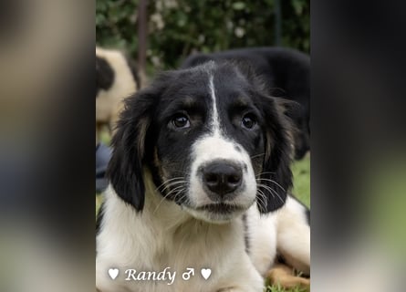 Ramon, Ralf, Randy, Ray und Raischa suchen ein Zuhause