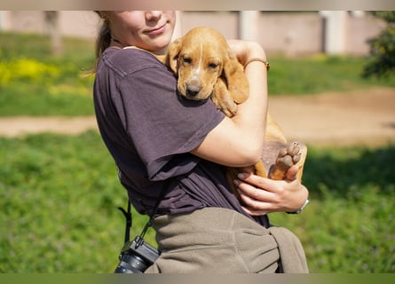 Gaia und Gino suchen ein Zuhause