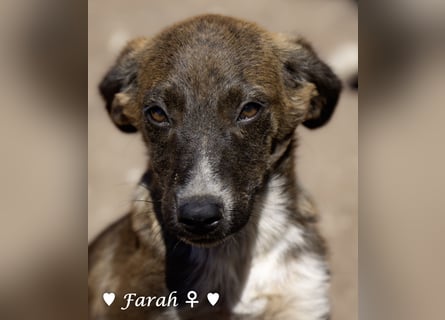 Prince, Farah,  Felina und Fabio   suchen ein Zuhause