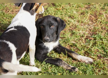 Darios, Dakis und Damon suchen ein Zuhause