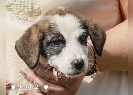 Bella, Bibi und Bina suchen ab Mitte November ein Zuhause