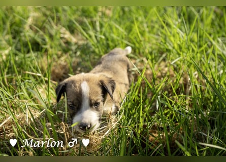 Der kleine Marlon sucht ein Zuhause (zur Pflege in SH)