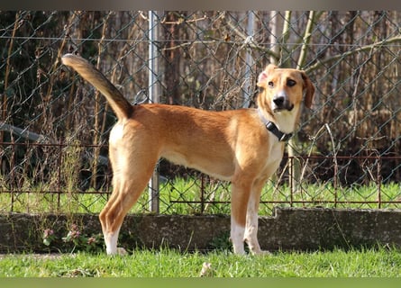 Verschmuste Familienhündin Nellie sucht ihr Zuhause - In der Südpfalz zu besuchen