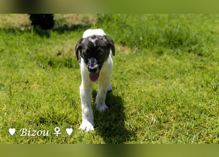 Bacardi, Biala, Babette und Bizou suchen ab August ihr Zuhause