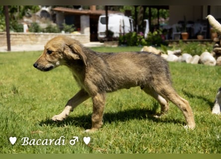 Bacardi, Biala, Babette und Bizou suchen ab August ihr Zuhause