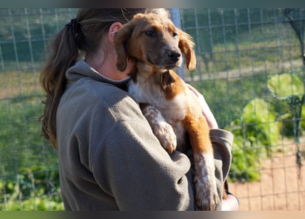Elias, Evi, Elli und Eros suchen ab Ende März ein Zuhause