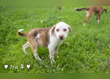 Ira, Iris und Izzy suchen ab Januar ein Zuhause