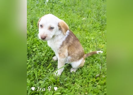 Ira, Iris und Izzy suchen ab Januar ein Zuhause