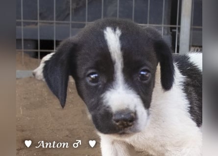 Ada,  Arthur, Anton  und Argos  suchen ab Mitte November ein Zuhause