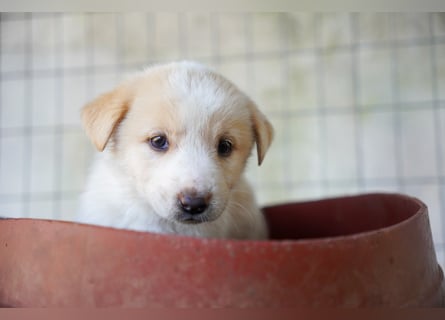 Unsere süßen Schneeflocken suchen ein Zuhause