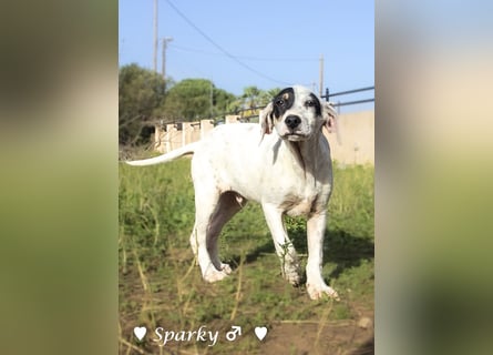 Sparky  sucht ein Zuhause