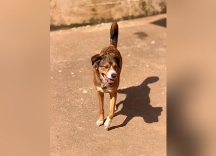 Traurige Bella  kann in der Südpfalz  besucht werden
