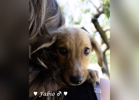 Farah,  Felina und Felipe   suchen ein Zuhause