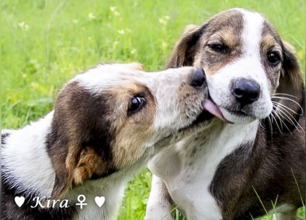 Katie, Kira und Kris suchen ein Zuhause