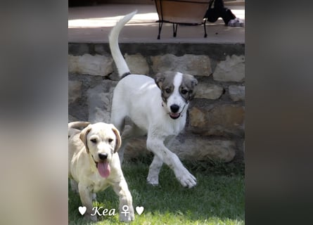 Kea  und Kay auf der Suche nach ihrer Familie