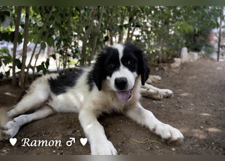 Ramon, Ralf, Randy, Ray und Raischa suchen ein Zuhause