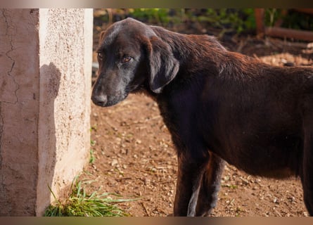 Doros, Dinos, Deri und Dex  suchen ein Zuhause