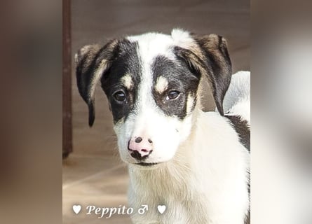 Update: Peppito  und Prince  suchen ein Zuhause