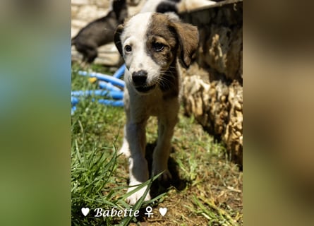 Bacardi, Biala, Babette und Bizou suchen ab August ihr Zuhause