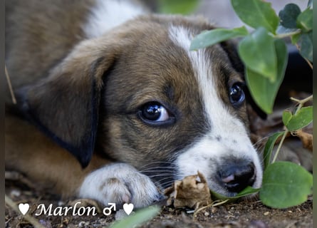 Der kleine Marlon sucht ein Zuhause (zur Pflege in SH)