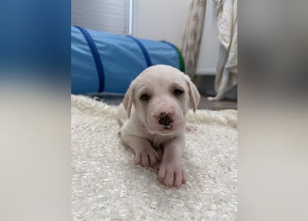 Im Westerwald zu besuchen: Zehn kleine Leben suchen ihr Für-immer-Zuhause