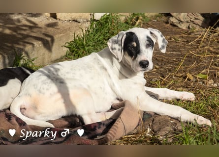 Sparky  sucht ein Zuhause
