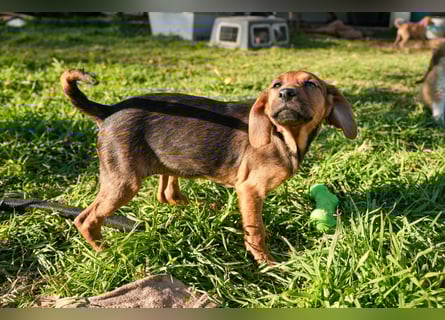 Gaia und Gino suchen ein Zuhause