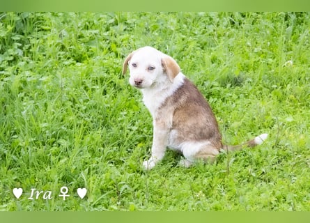 Ira, Iris und Izzy suchen ab Januar ein Zuhause