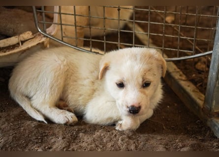 Unsere süßen Schneeflocken suchen ein Zuhause