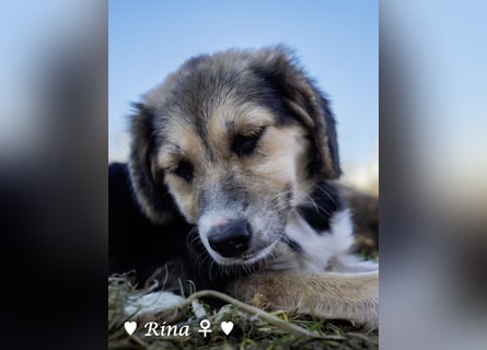 Welpe Randie und ihre Geschwister suchen ein Zuhause