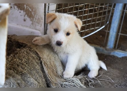 Unsere süßen Schneeflocken suchen ein Zuhause