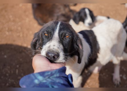 Darios, Dakis und Damon suchen ein Zuhause