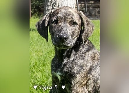 Peppito  und Tigra suchen ein Zuhause