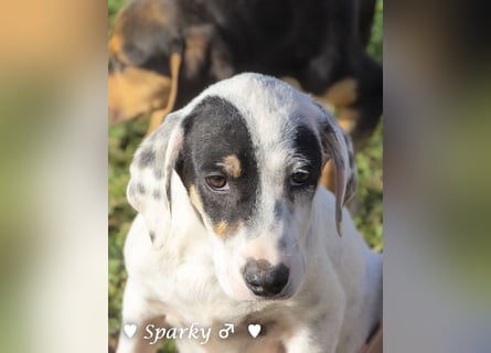 Sparky  sucht ein Zuhause