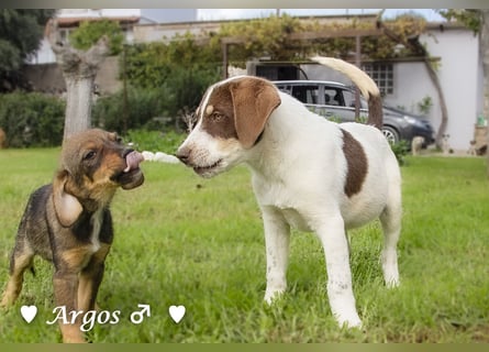 Arthur  und Argos  suchen ab Mitte November ein Zuhause