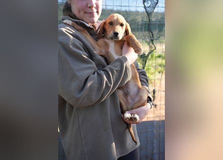 Elias und Elton  suchen ab Ende März ein Zuhause