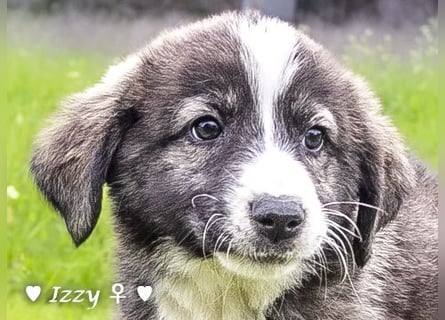 Ira, Iris und Izzy suchen ab Januar ein Zuhause