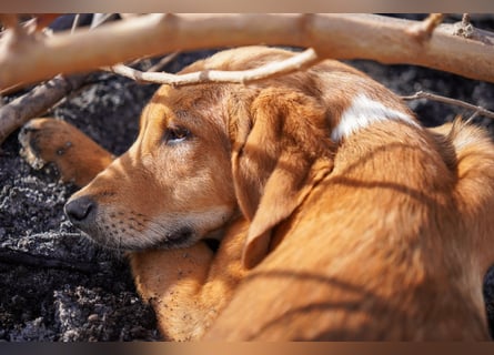 Elias und Elton  suchen  ein Zuhause
