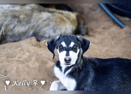 Kelly, Lucky und Brisco suchen ein Zuhause