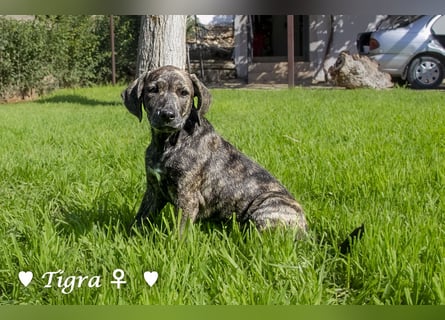 Peppito  und Tigra suchen ein Zuhause