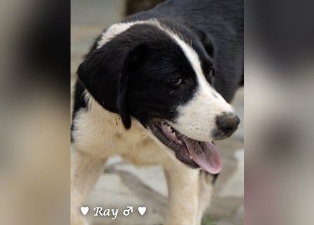 Ramon, Ralf, Randy, Ray und Raischa suchen ein Zuhause